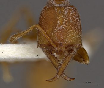 Media type: image;   Entomology 34785 Aspect: head frontal view